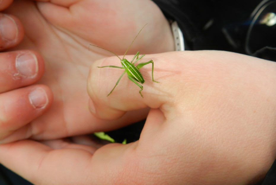 Phaneropteridae , Odontura sp.